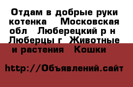 Отдам в добрые руки котенка. - Московская обл., Люберецкий р-н, Люберцы г. Животные и растения » Кошки   